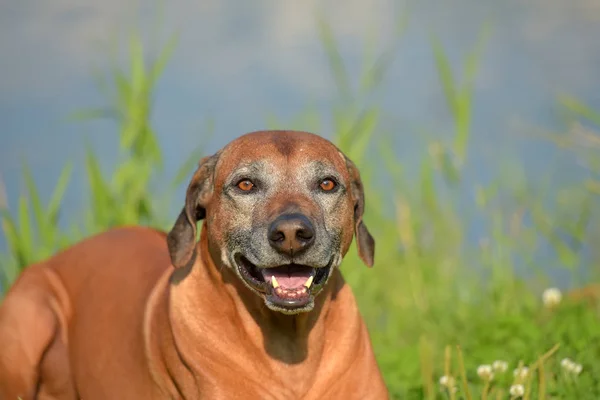 Rhodesian Ridgeback Egy Szürke Szájkosarat Éves Korában — Stock Fotó