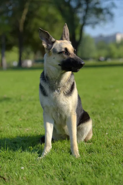 东欧牧羊犬坐在草地上 — 图库照片