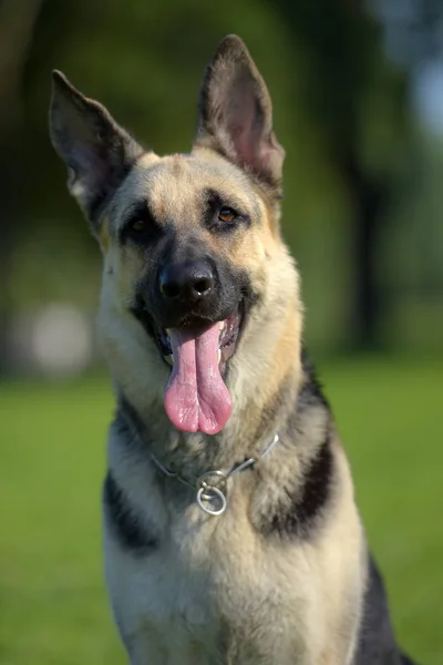 Perro Pastor Europa Del Este Sienta Hierba —  Fotos de Stock