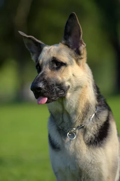 Osteuropäischer Schäferhund Sitzt Gras — Stockfoto