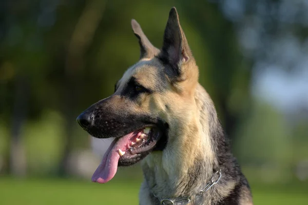 Perro Pastor Europa Del Este Sienta Hierba —  Fotos de Stock