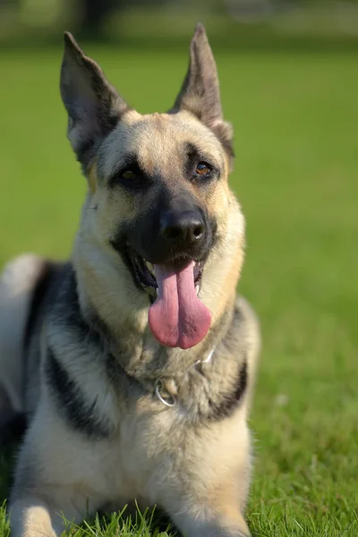 东欧牧羊犬坐在草地上 — 图库照片