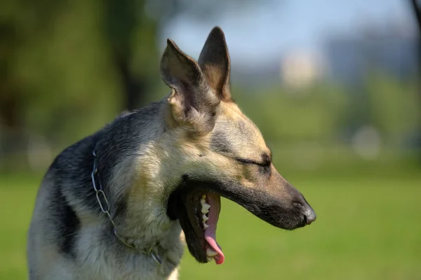 Osteuropäischer Schäferhund Gähnt Porträt — Stockfoto