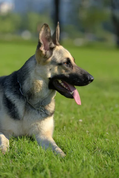 东欧牧羊犬坐在草地上 — 图库照片