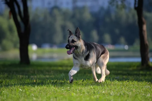 东欧牧羊犬在草地上奔跑 — 图库照片