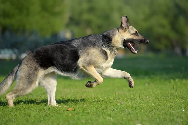 Leste Europeu Sheepdog Corre Grama — Fotografia de Stock