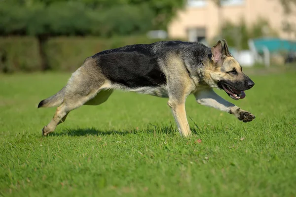 Cane Pastore Dell Europa Orientale Corre Sull Erba — Foto Stock