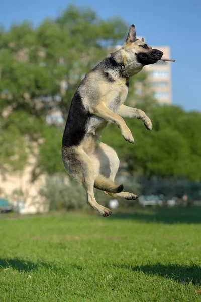 East European Shepherd Salta Alto — Foto Stock