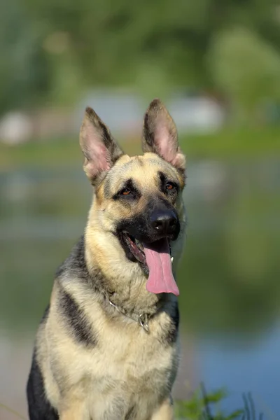 东部欧洲牧羊犬在湖的背景 — 图库照片