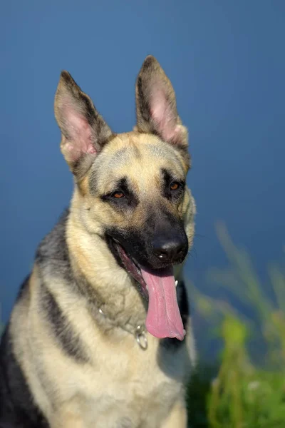 东部欧洲牧羊犬在湖的背景 — 图库照片