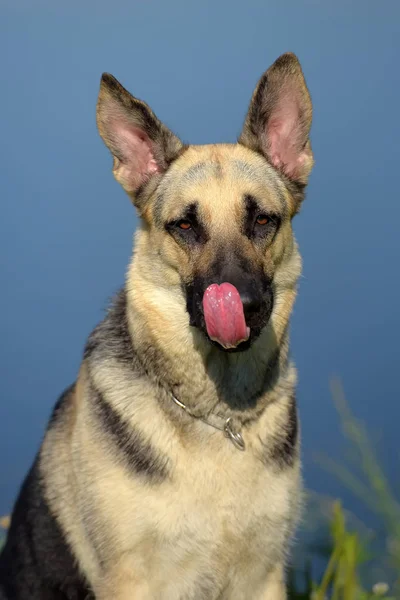 东部欧洲牧羊犬在湖的背景 — 图库照片