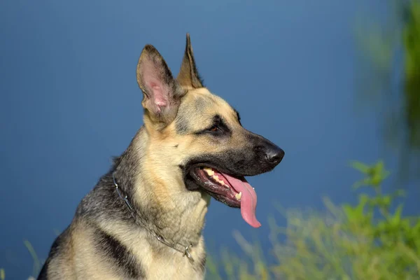 Oost Europese Herdershond Achtergrond Van Het Meer — Stockfoto