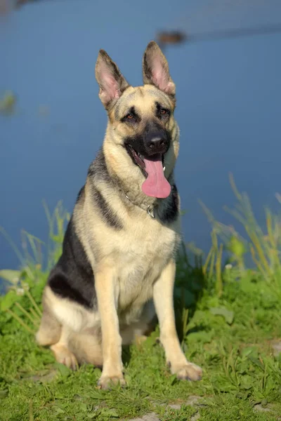 东部欧洲牧羊犬在湖的背景 — 图库照片