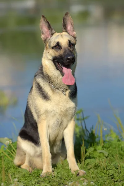 Oost Europese Herdershond Achtergrond Van Het Meer — Stockfoto