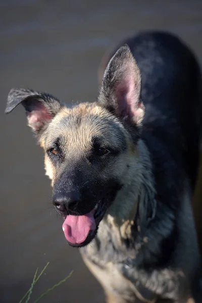 东欧洲牧羊犬在湖面上湿润 — 图库照片