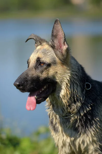 东欧洲牧羊犬在湖面上湿润 — 图库照片