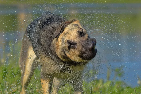 Perro Pastor Europa Del Este Fondo Del Lago Sacude Agua —  Fotos de Stock