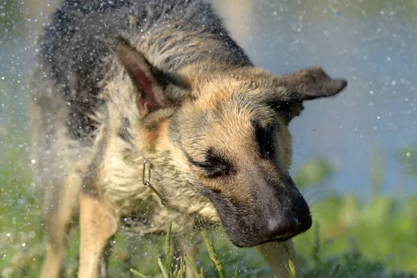 Osteuropäischer Schäferhund Hintergrund Des Sees Schüttelt Das Wasser — Stockfoto