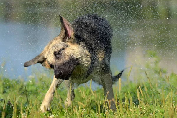 Osteuropäischer Schäferhund Hintergrund Des Sees Schüttelt Das Wasser — Stockfoto