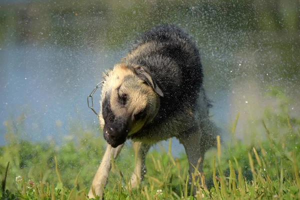 Östra Europeiska Sheepdog Bakgrunden Sjön Skakar Vattnet — Stockfoto