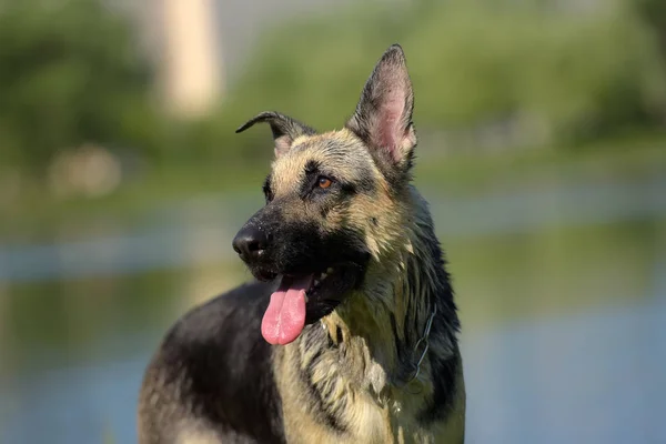 东欧洲牧羊犬在湖面上湿润 — 图库照片