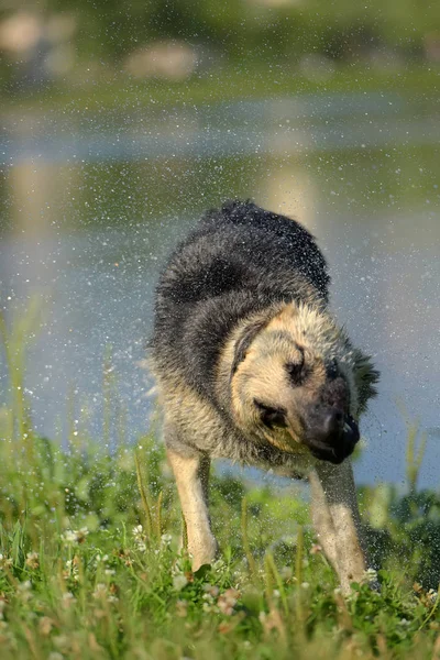 Eastern European Sheepdog Sullo Sfondo Del Lago Scuote Acqua — Foto Stock