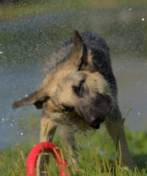 Osteuropäischer Schäferhund Hintergrund Des Sees Schüttelt Das Wasser — Stockfoto