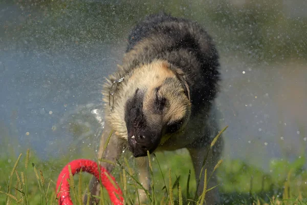 Osteuropäischer Schäferhund Hintergrund Des Sees Schüttelt Das Wasser — Stockfoto