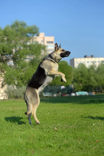 East European Shepherd Jumps High Stock Picture