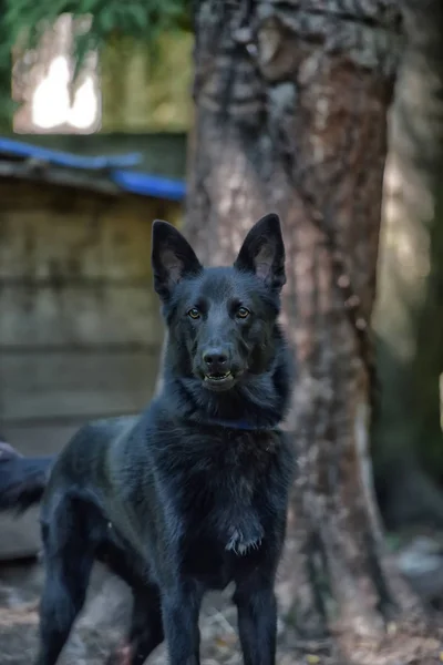 Perro Negro Mestizo Husky Verano — Foto de Stock