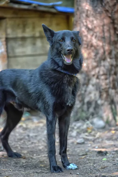 夏にハスキーの黒犬の混血 — ストック写真