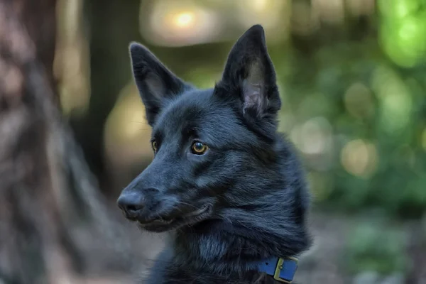 Siyah Köpek Melez Yaz Aylarında Husky — Stok fotoğraf