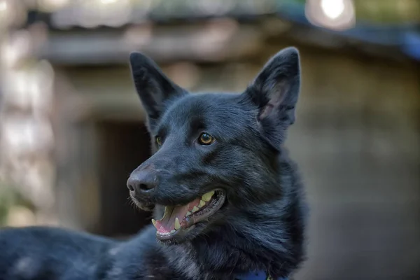 Perro Negro Mestizo Husky Verano —  Fotos de Stock