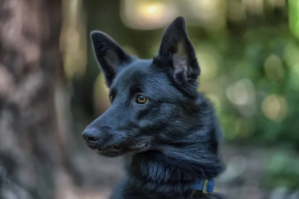 Fekete Kutya Félvér Husky Nyáron — Stock Fotó