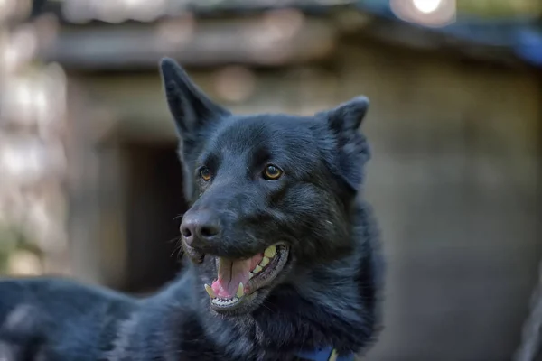 Fekete Kutya Félvér Husky Nyáron — Stock Fotó