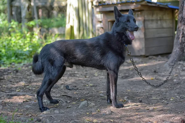 Zwarte Hond Half Breed Van Husky Zomer — Stockfoto