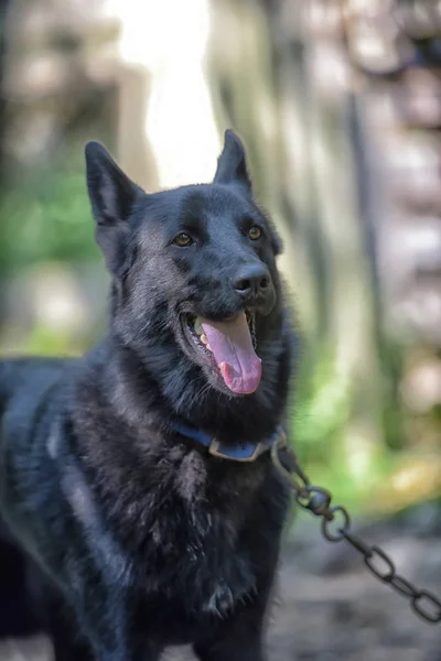 Siyah Köpek Melez Yaz Aylarında Husky — Stok fotoğraf