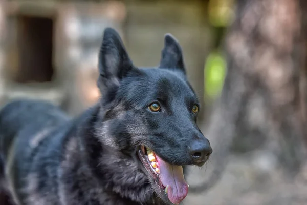 Fekete Kutya Félvér Husky Nyáron — Stock Fotó