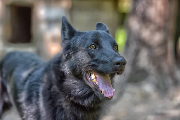 Fekete Kutya Félvér Husky Nyáron — Stock Fotó