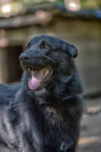 Чорний Собака Наполовину Порода Хаскі Влітку — стокове фото