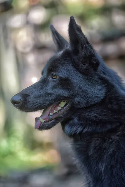 Black Dog Half Breed Husky Summer — Stock Photo, Image