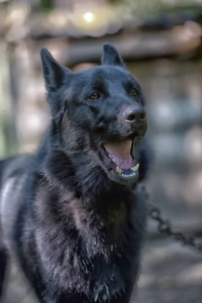 夏にハスキーの黒犬の混血 — ストック写真