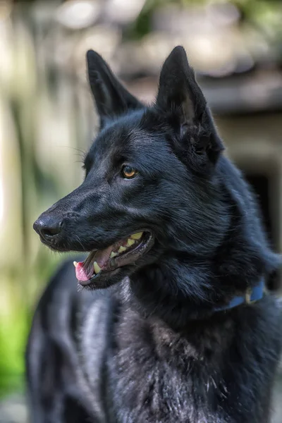 Perro Negro Mestizo Husky Verano —  Fotos de Stock