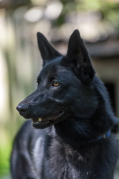 Perro Negro Mestizo Husky Verano —  Fotos de Stock