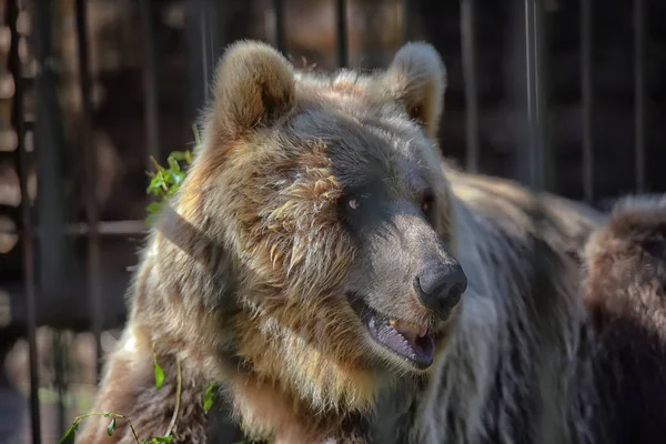 Brown Bear Cage Summer — Stock Photo, Image