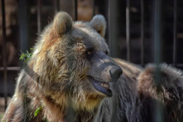 Brown Bear Cage Summer — Stock Photo, Image