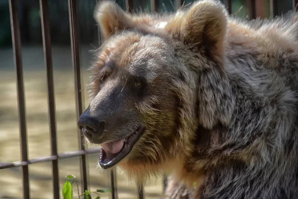 Brown Bear Cage Summer — Stock Photo, Image