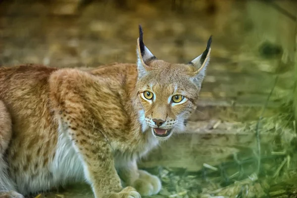 Lynx Sur Portrait Fond Bois — Photo