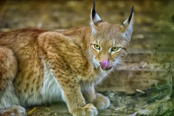 Lynx Sur Portrait Fond Bois — Photo