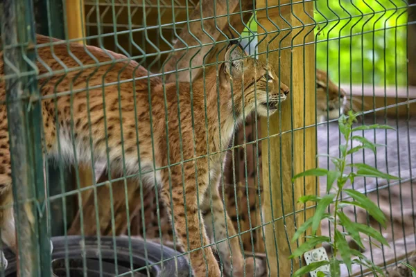 Lynx Una Gabbia Uno Zoo — Foto Stock